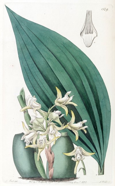 Maxillaria palmifolia by Jams  Watts